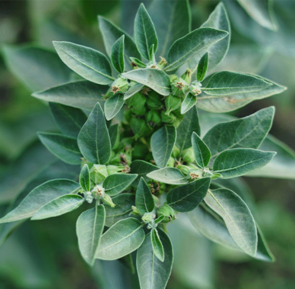 Ashwagandha Powder Organic - Image 4