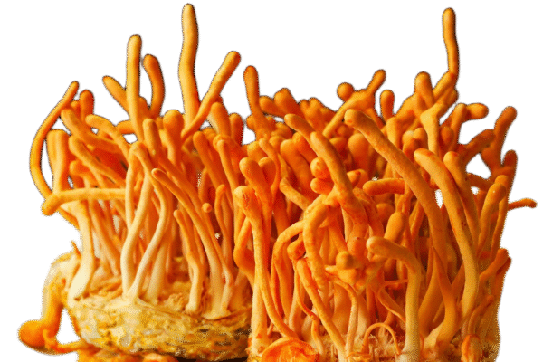 Cordyceps Sinensis Capsules Organic - Image 3