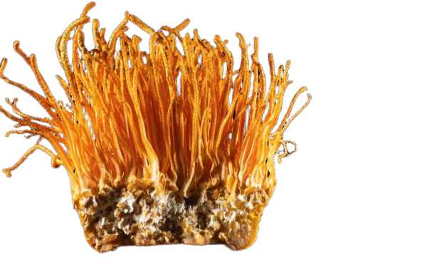 Cordyceps Sinensis Capsules Organic - Image 2